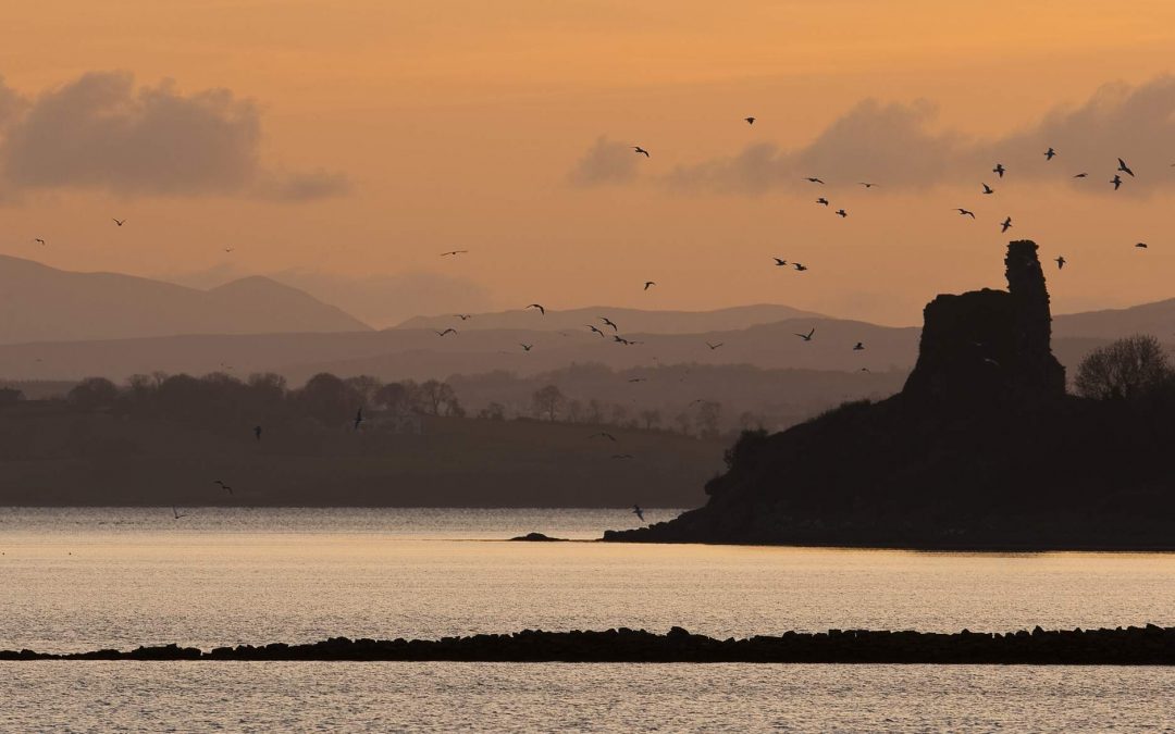 Biodiversity Day at Inch Nature Reserve (SI)